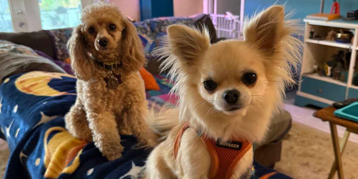 Two small dogs relaxing at Goldstar's dog daycare near Vero Beach, trained and socialized.