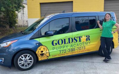 Dog Daycare in Vero Beach: Meet the Goldstar Van