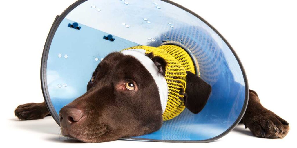 Sad chocolate Lab wearing a protective cone recovering from a dog daycare injury