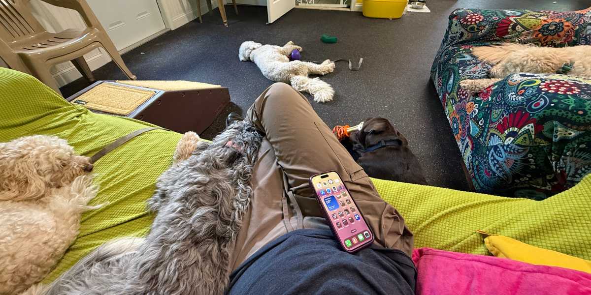 Puppies resting peacefully on couches during calm time at dog daycare in Vero Beach.