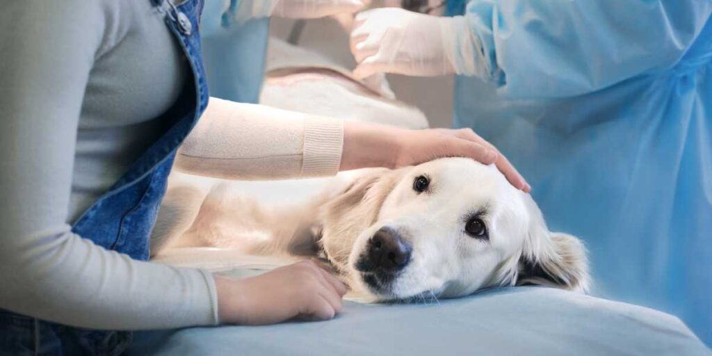 A pet parent comforts a white dog on a veterinary exam table during treatment after injury