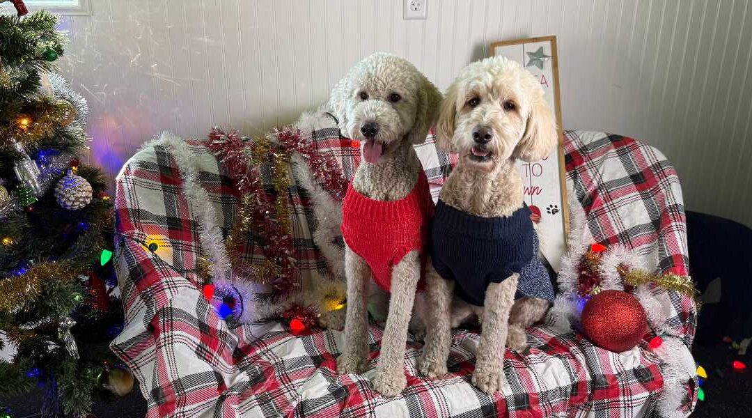 5 Christmas Gifts Your Puppy Actually Needs (Trainer Approved!)