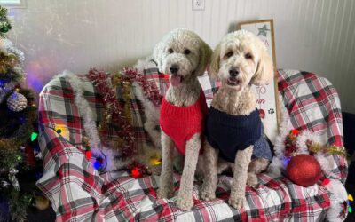 5 Christmas Gifts Your Puppy Actually Needs (Trainer Approved!)
