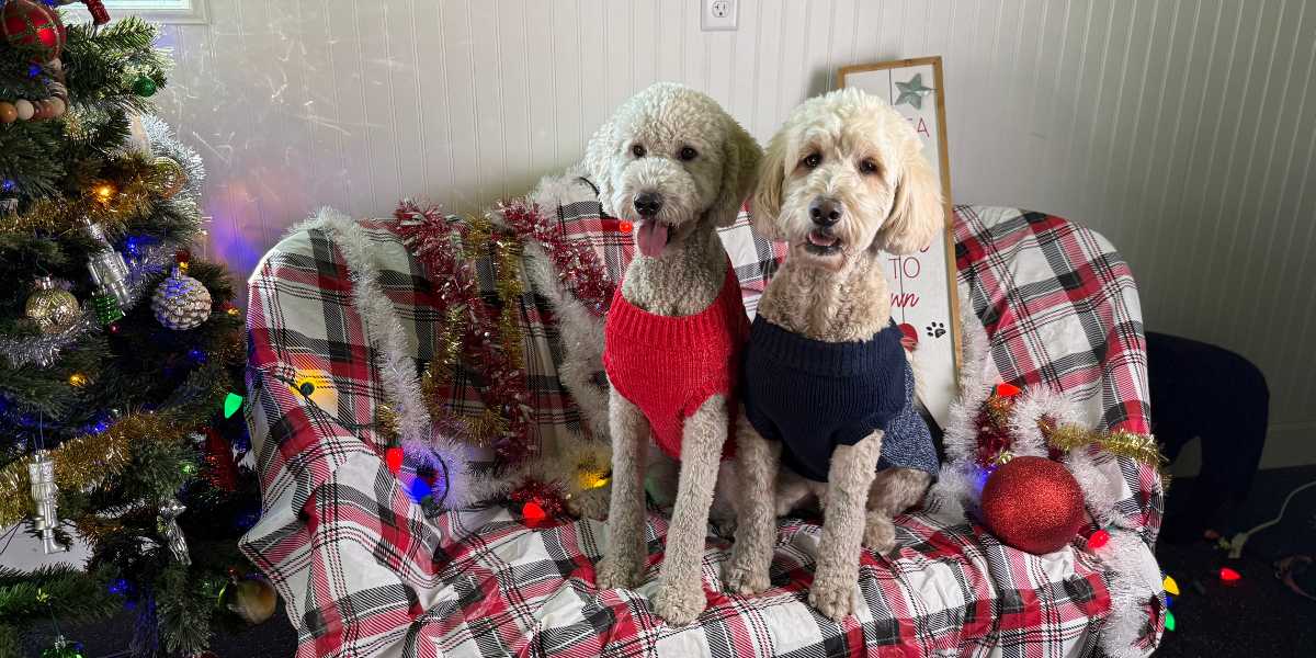 5 Christmas Gifts Your Puppy Actually Needs (Trainer Approved!)