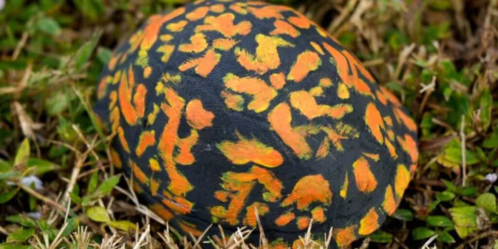 3D-printed gopher tortoise shell used for scent detection dog training.