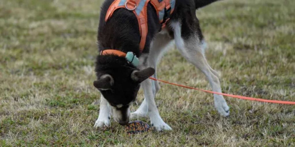 K9 Echo training to sniff out gopher tortoise scents with 3D printed shells.