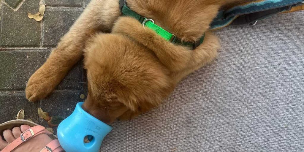 A young puppy learning foundational skills and leash manners, a key step in the Vero Beach new puppy checklist.