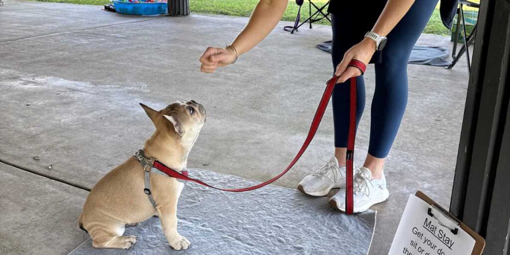 Positive reinforcement puppy training session at Goldstar Puppy Academy in Vero Beach