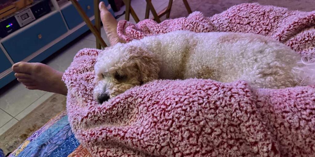 A puppy resting in a safe, designated indoor area as part of a home setup on the Vero Beach new puppy checklist.