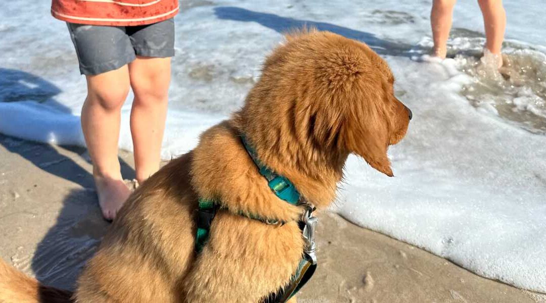 Your Puppy’s First 48 Hours: The Ultimate Vero Beach New Puppy Checklist