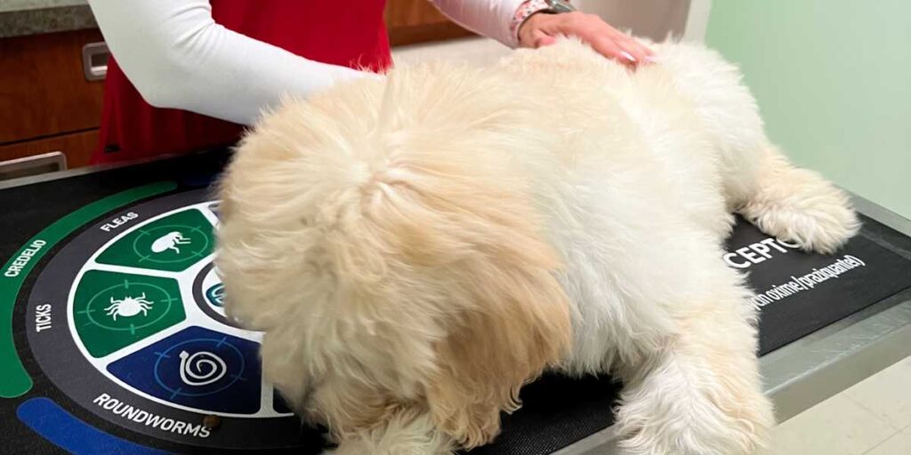 A puppy at its first vet appointment in Vero Beach, a vital health step on the ultimate new puppy checklist.