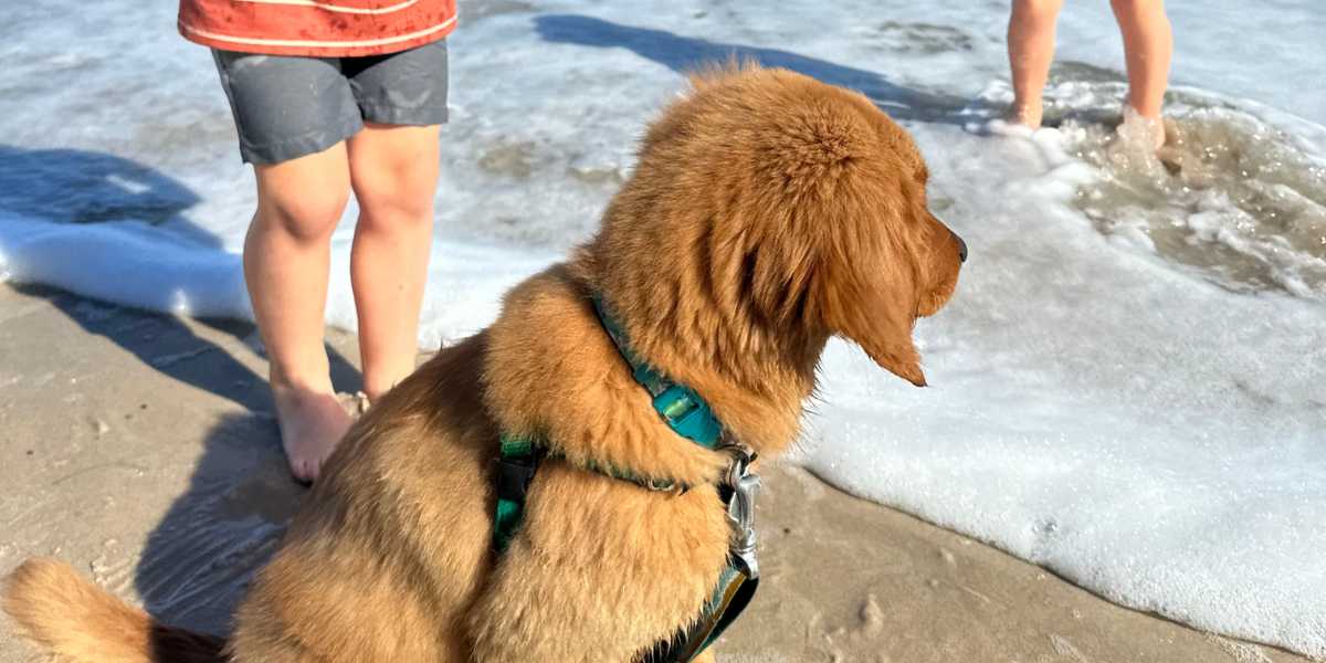 A Golden Retriever puppy exploring the sand at a beach, illustrating the ultimate Vero Beach new puppy checklist.