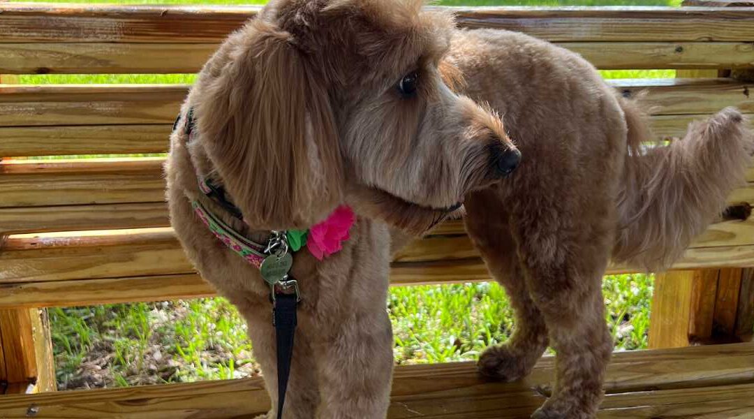 Why Your Dog Ignores You Outside (And How to Fix It)