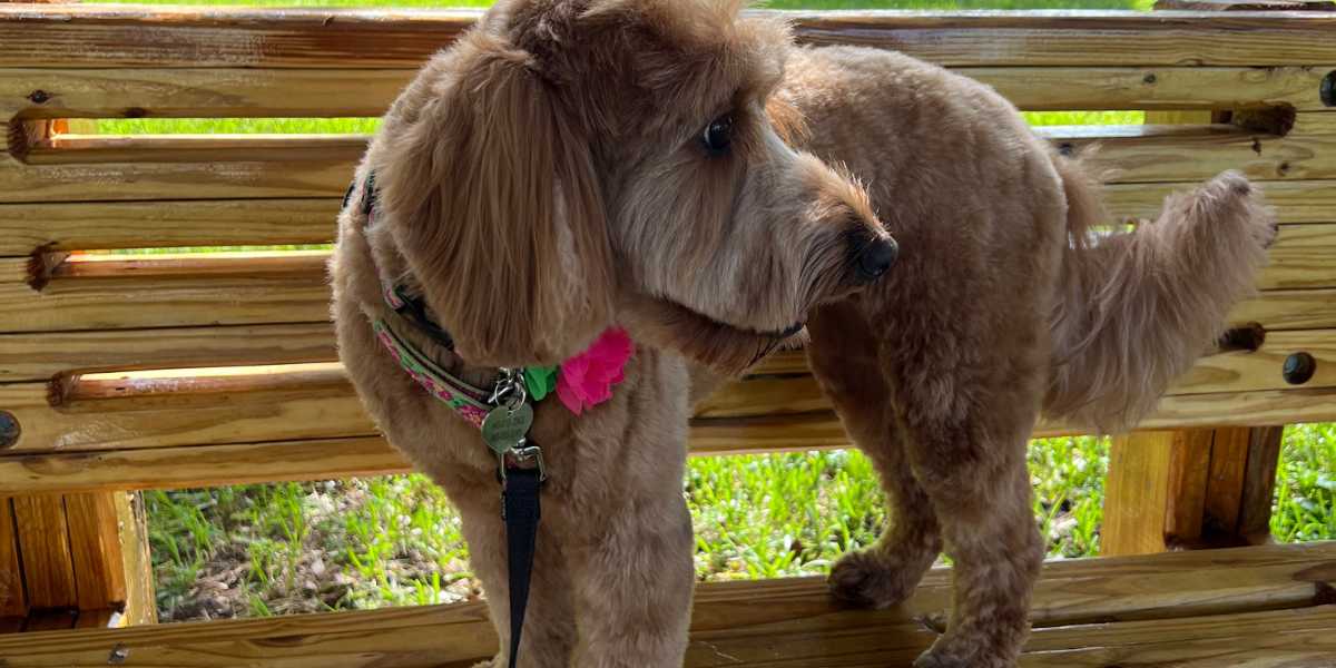 A brown fluffy dog looking away from its owner while sitting outside on a bench