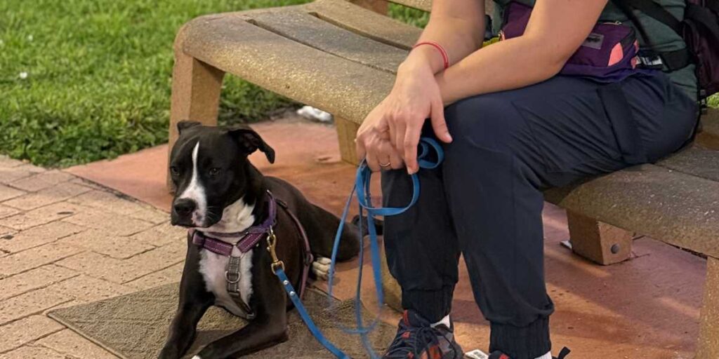 A black and white dog on a blue leash practicing focus in a park setting.