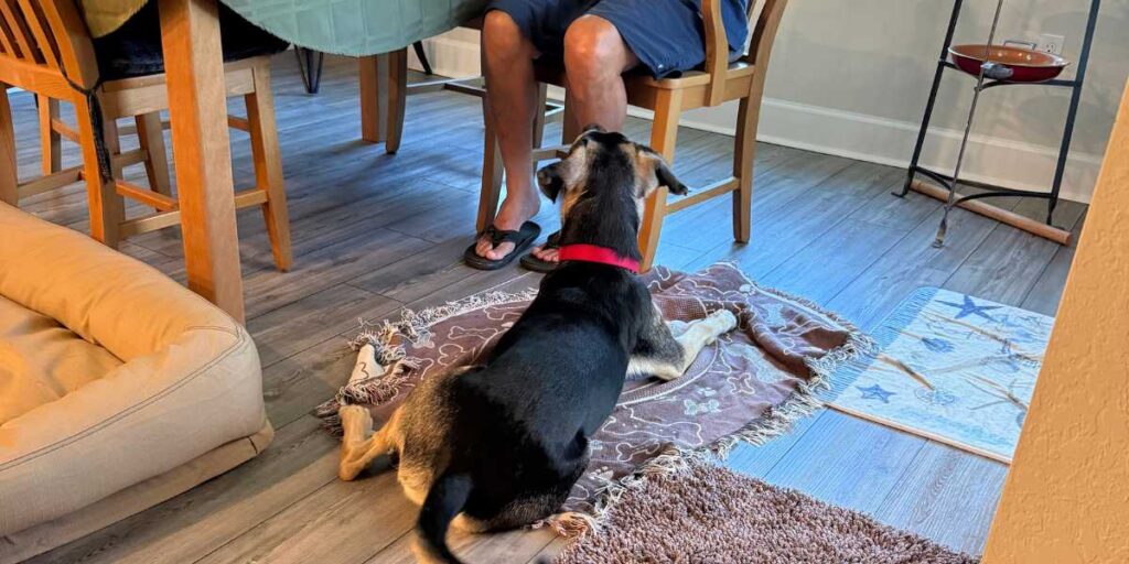 A black and tan dog sitting indoors and looking up attentively at its owner.