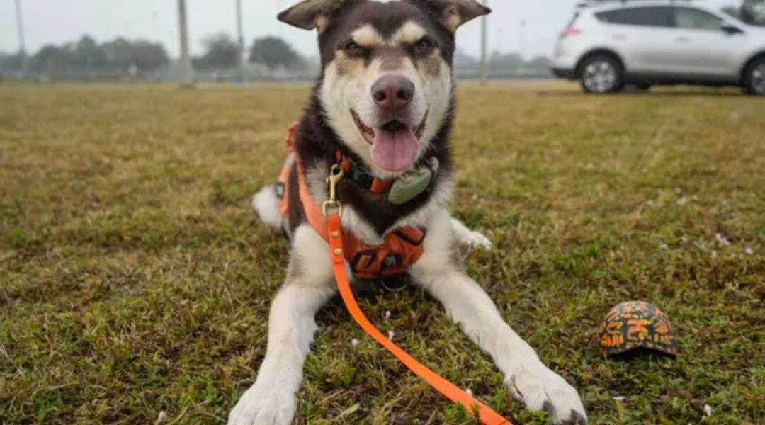 A Nose for Nature: How K9 Echo is Paving the Way for Gopher Tortoise Conservation