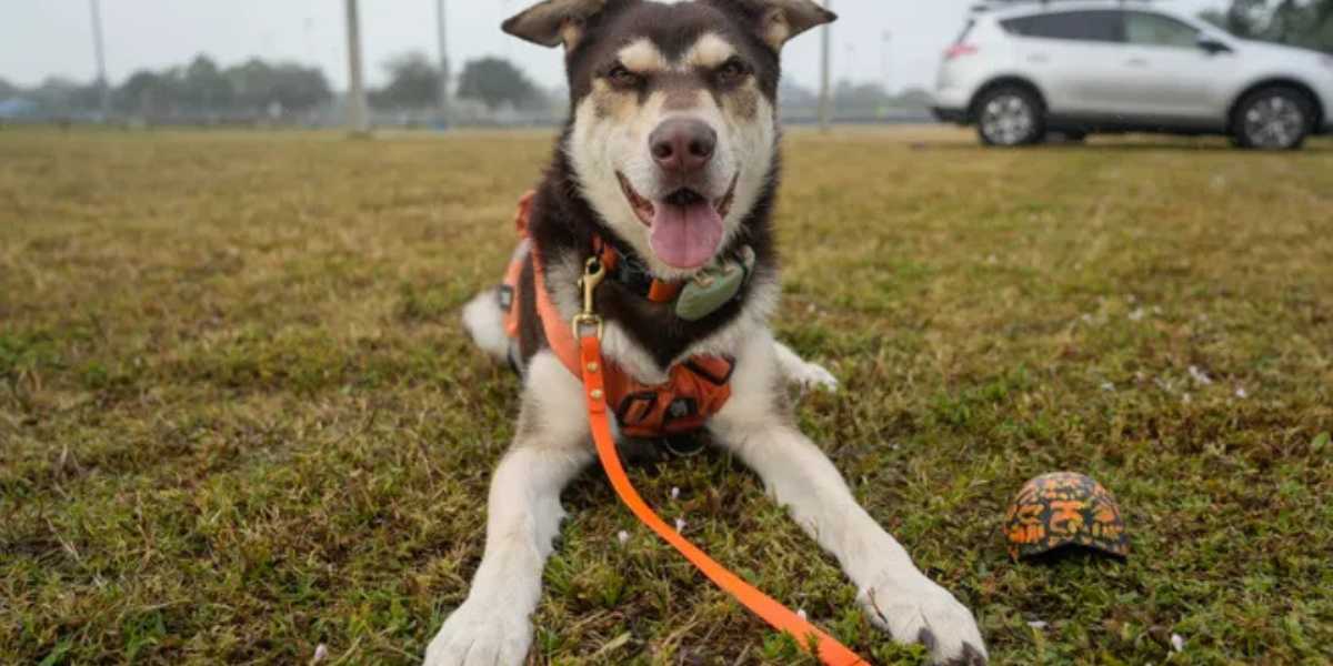 Portrait of K9 Echo, a Shepherd-Husky mix, wearing a professional orange work harness while training in Vero Beach.