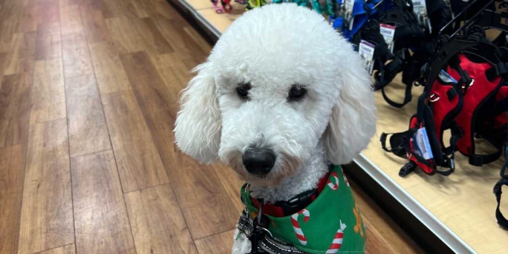 A white poodle mix wearing a green bandana looking focused while at petsmart.