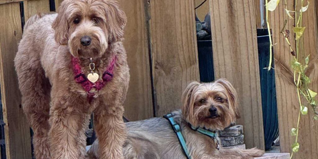 Dog Daycare vs Day School: Why We Don’t Do Traditional Daycare