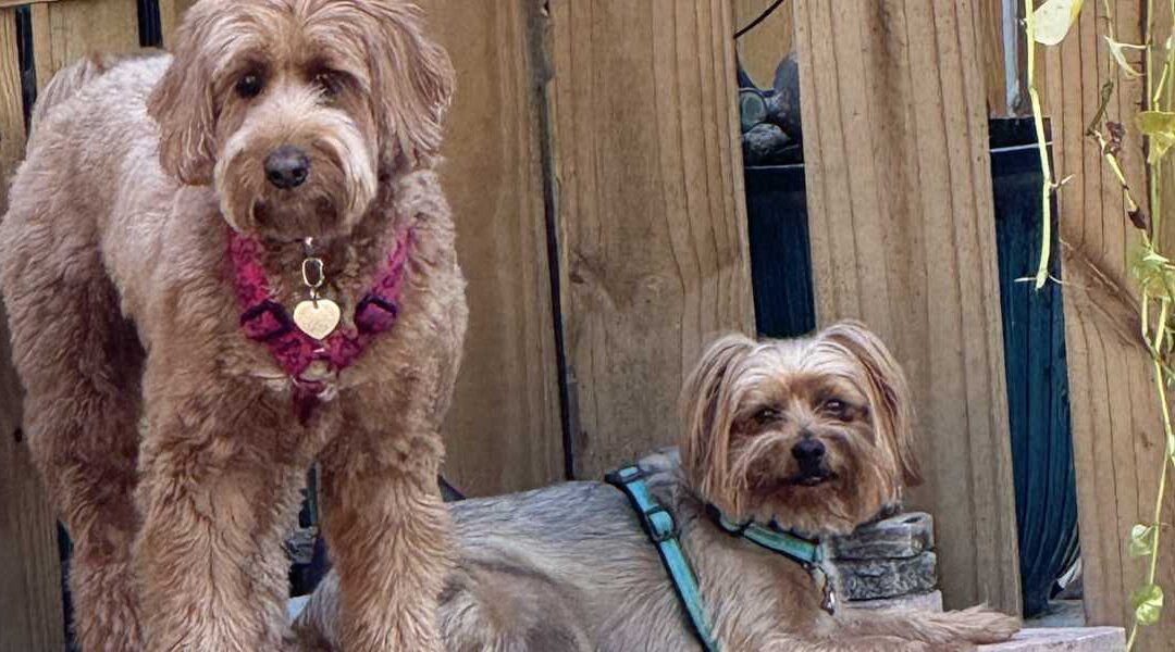 Why We Don’t Do “Daycare”: The Difference Between Playgroups and Day School