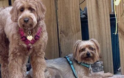 Why We Don’t Do “Daycare”: The Difference Between Playgroups and Day School