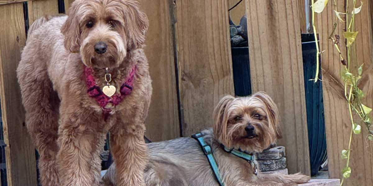 Two fluffy dogs sitting calmly next to each other by a wooden fence, representing the Goldstar Doggy Day School social club.