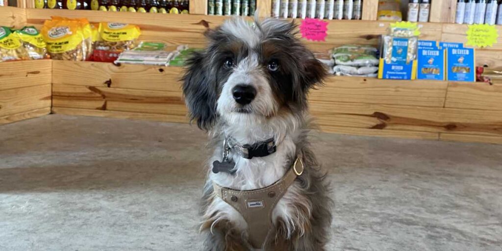 A well-behaved small black and white dog sitting attentively indoors, ready to graduate to VIP boarding and day