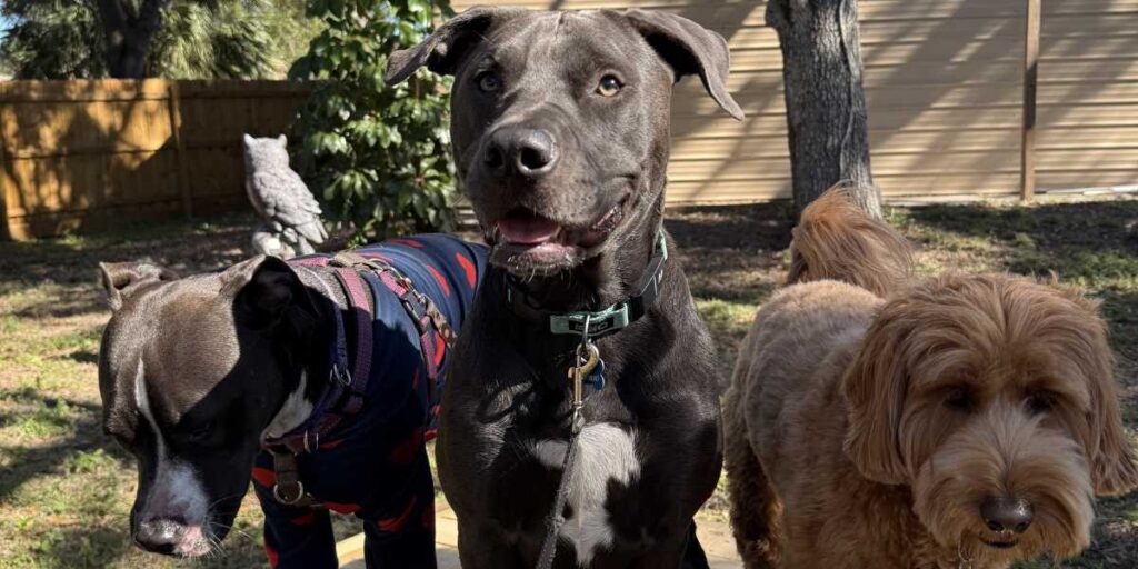 A calm, well-trained group of dogs standing attentively outside, showing the difference between a standard dog daycare vs day school.