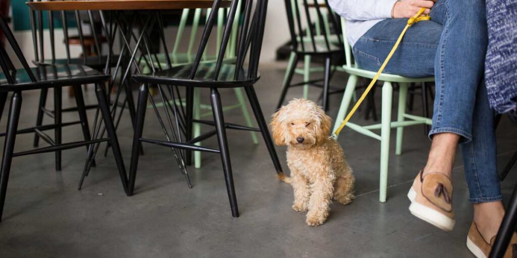 A small, well-behaved white poodle mix dog waiting patiently on its leash next to a blue cafe chair on a rustic concrete floor.