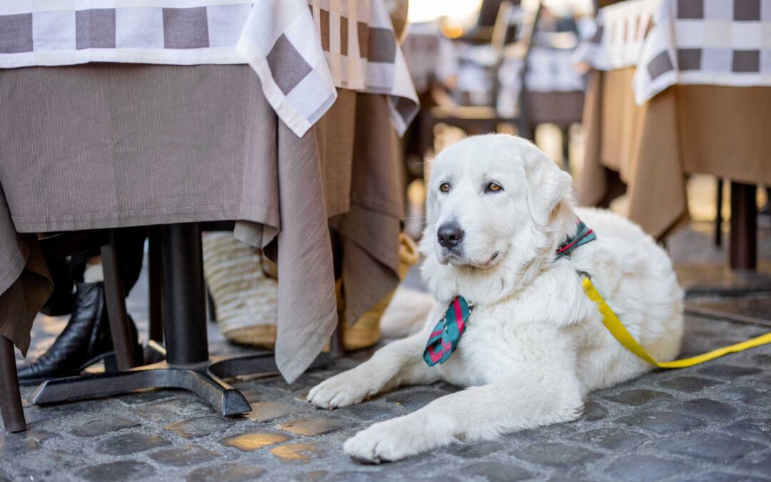 10 Best Dog-Friendly Patios on the Treasure Coast
