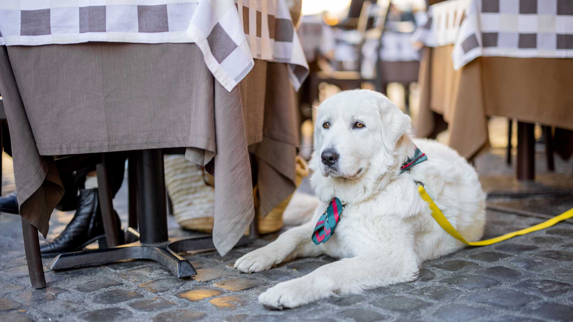 A calm white dog wearing a yellow leash laying down under a checkered tablecloth at a dog-friendly outdoor restaurant patio in Vero Beach