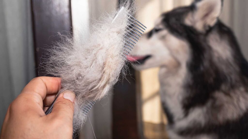 comparison A hand holding a large clump of gray and white fur in front of a Husky to show the amount of shedding.