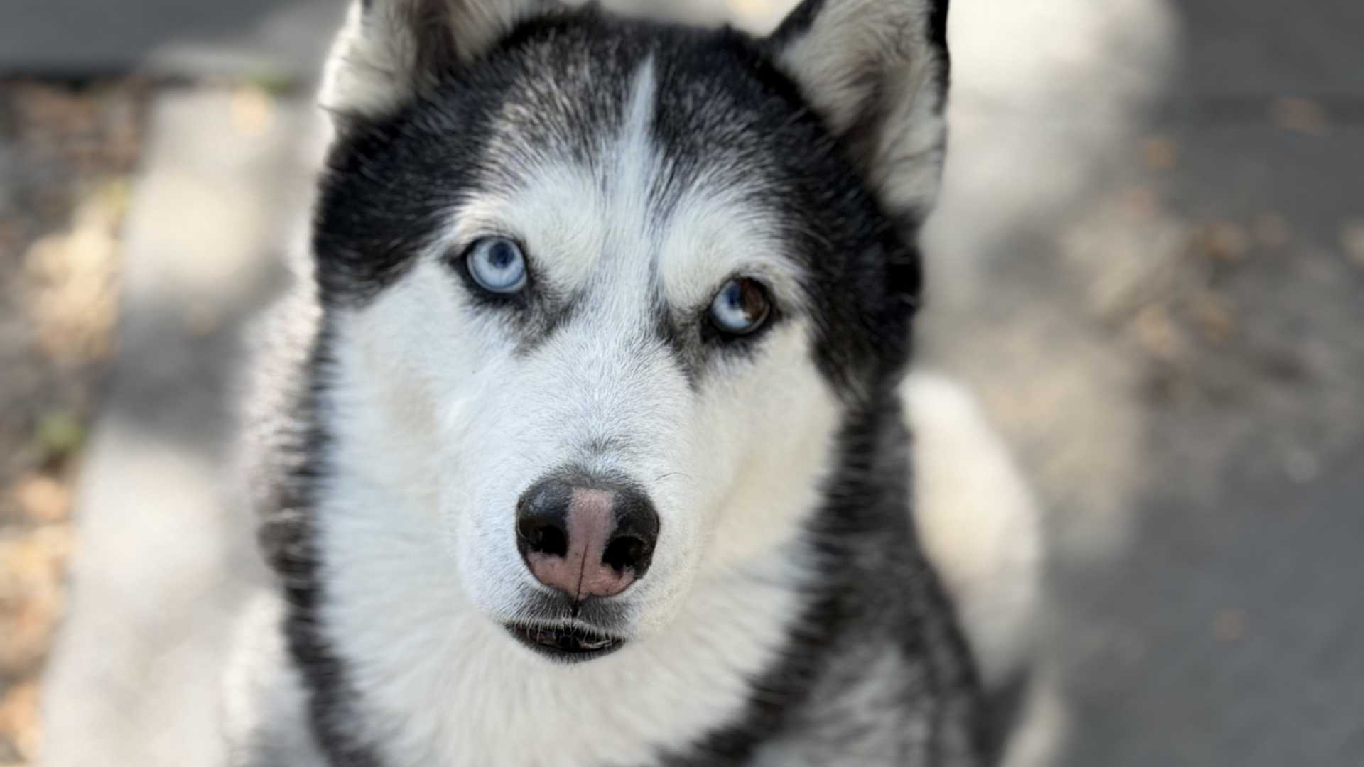 Portrait of Kaya, a Siberian Husky with blue eyes, looking directly at the camera.
