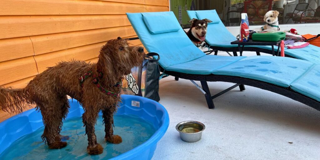 A brown dog stands confidently inside a blue plastic kiddie pool in a backyard while other dogs relax on lounge chairs during a Treasure Coast dog trainer water safety session.