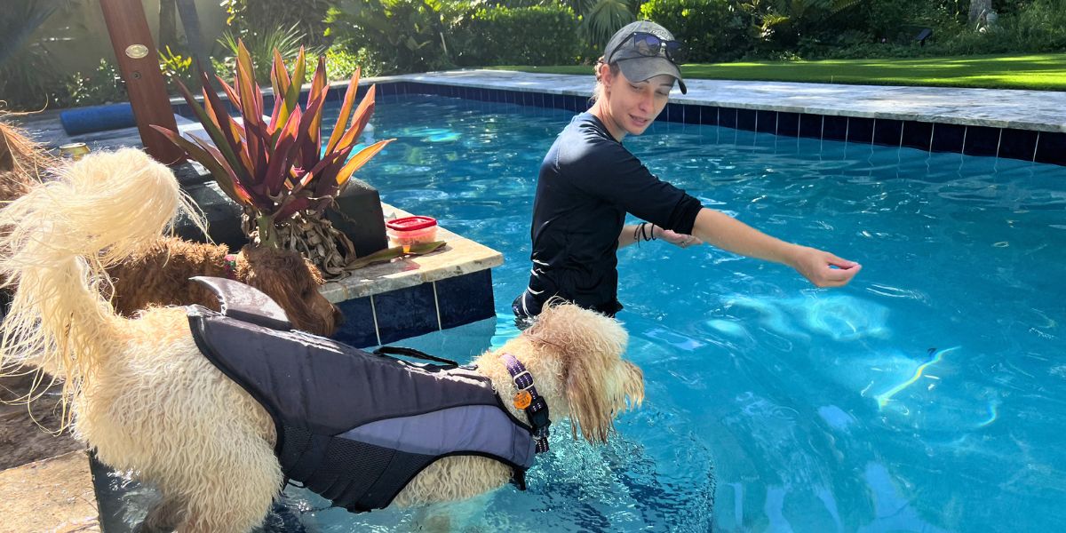 A professional Treasure Coast dog trainer supports a puppy in the swimming pool using the rescue handle of a properly fitted dog life jacket.