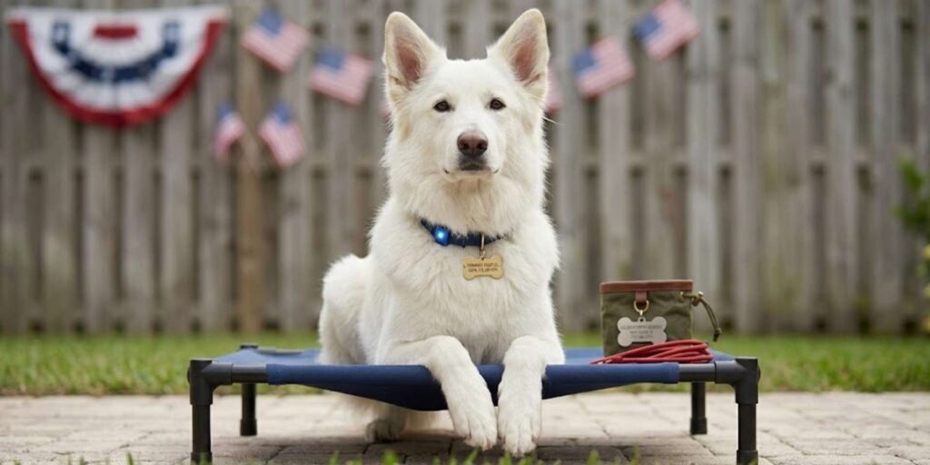 The Ultimate 4th of July Backyard Safety & Obedience Survival Kit