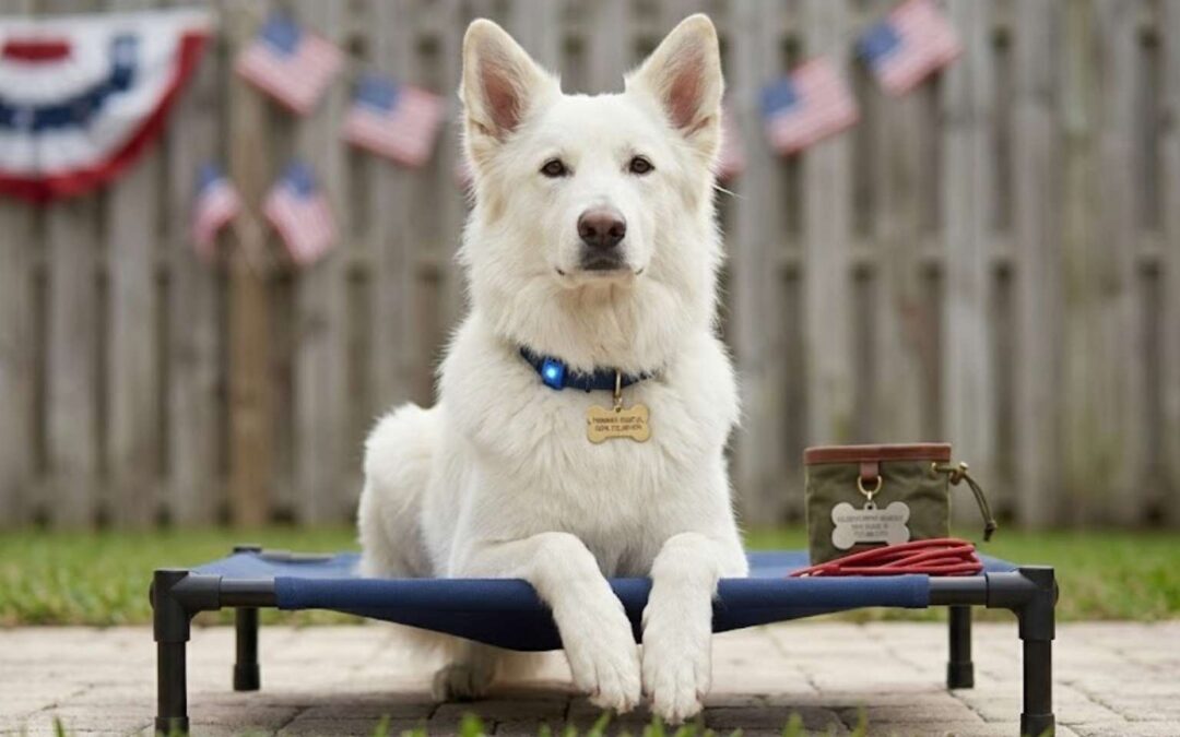 The Ultimate 4th of July Backyard Safety & Obedience Survival Kit