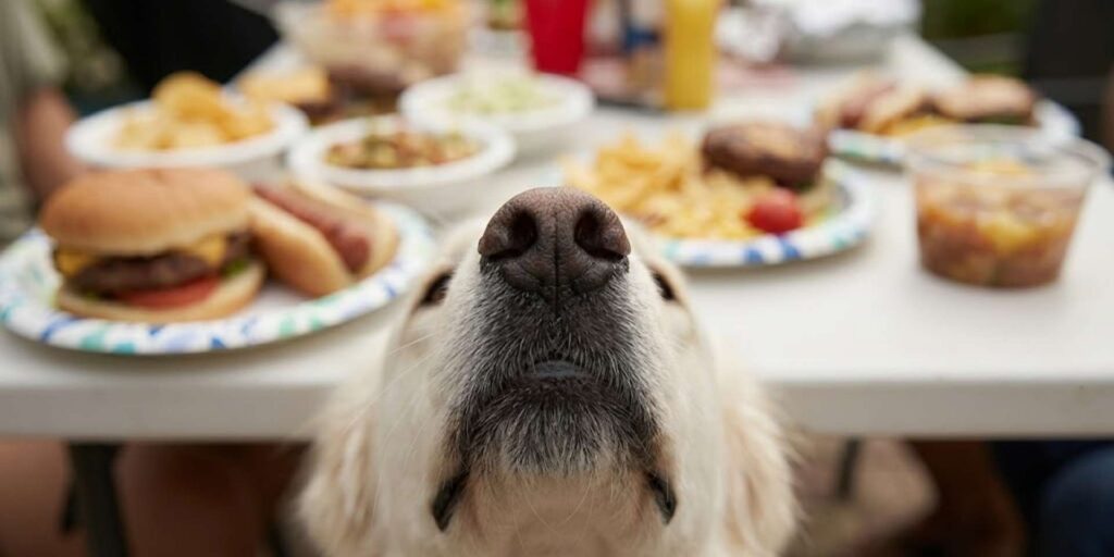 Extreme close-up dog's-eye view of a dog's nose sniffing the air toward a backyard picnic table filled with burgers, hot dogs, and holiday food temptations.