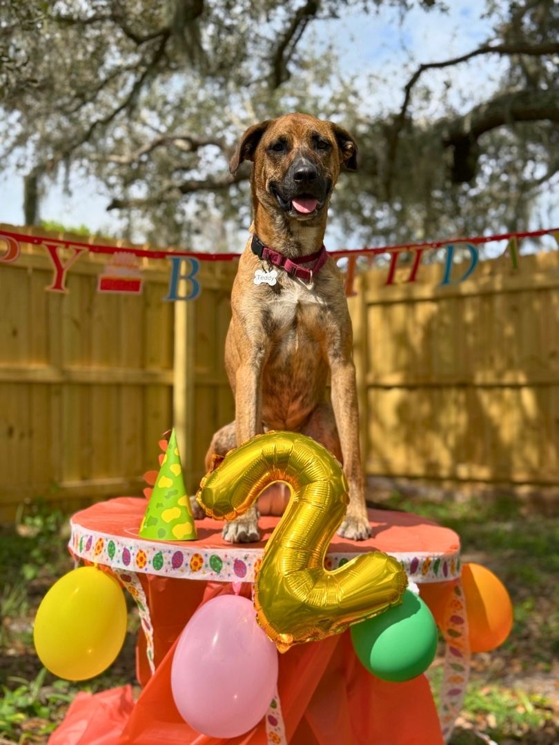 treasure coast dog daycare birthday party Golden retriever puppy in a shopping cart, ideal for private and board training classes in Treasure Coast, Florida.
