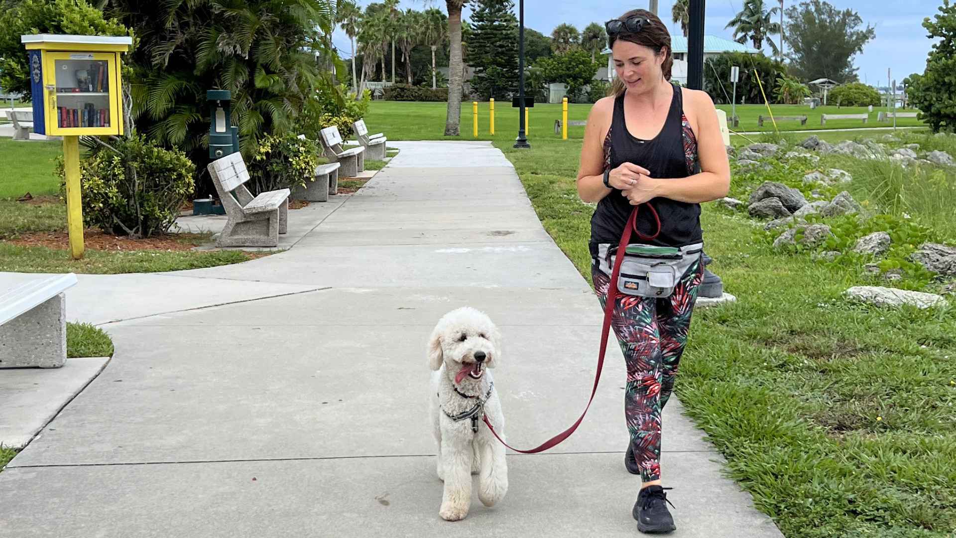 The Benefits of Board and Train for Puppies