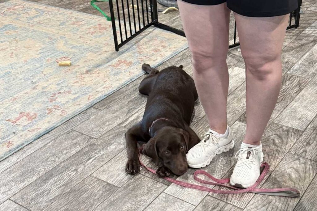 Chocolate Labrador puppy resting calmly indoors on a leash during routine training in Vero Beach Florida.