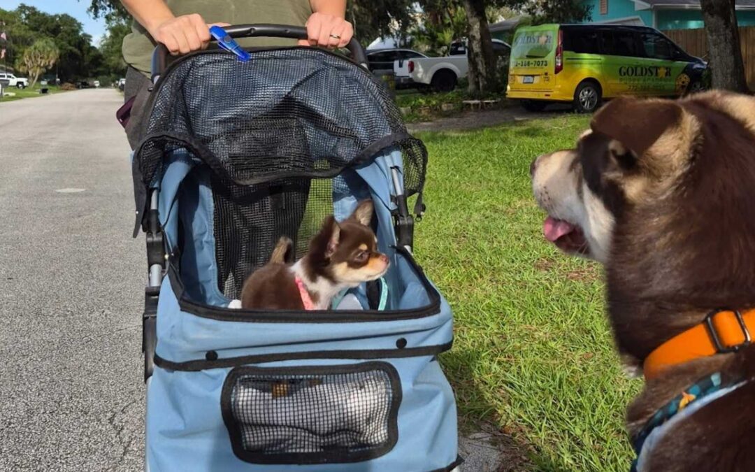 Back-to-School Puppy Reset: How to Keep Training on Track When Your Family Routine Changes