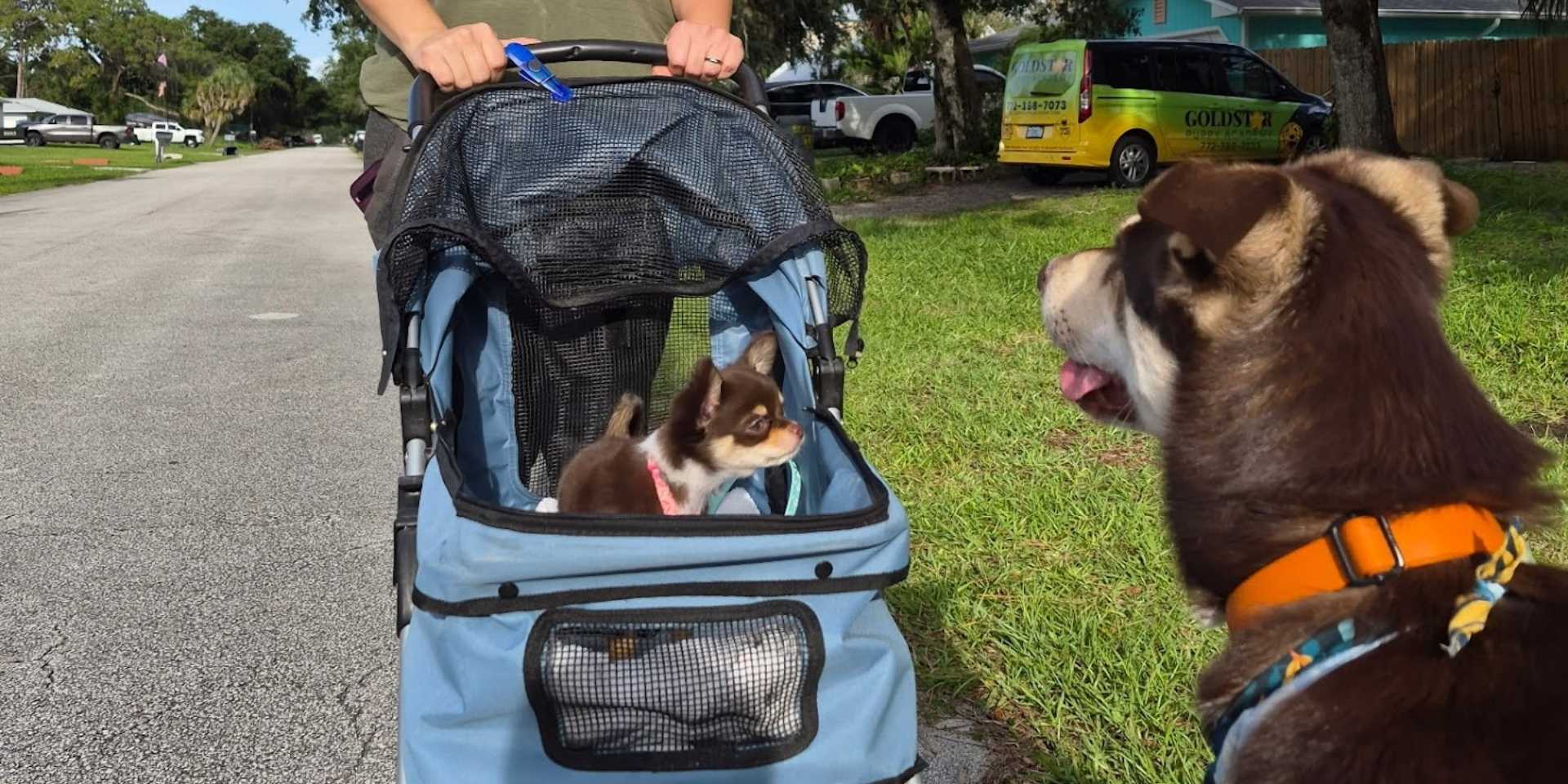 Puppy sitting attentively outdoors during back to school routine training in Vero Beach Florida.