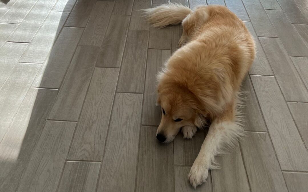 The “Home Alone” Survival Guide: How to Help Your Puppy Stay Calm When the House Gets Quiet