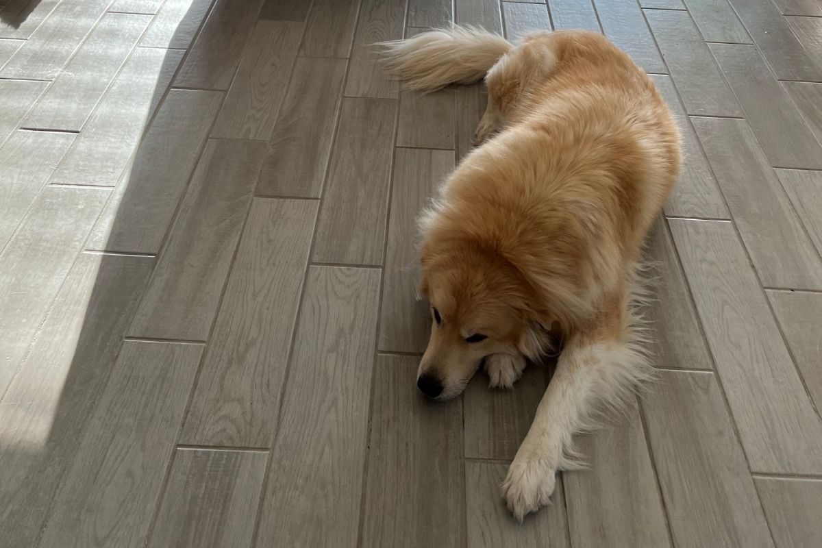 Golden-colored dog resting calmly alone on a bright living room floor.