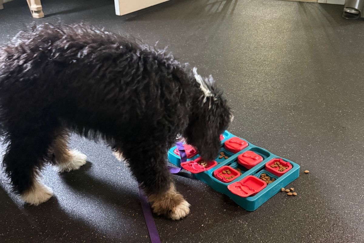 Home alone puppy training with a black-and-white puppy using a puzzle feeder for enrichment.