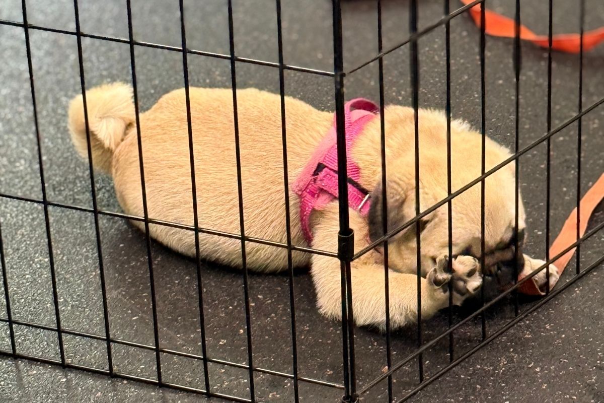 Cream-colored puppy sleeping calmly inside a playpen during independence training.