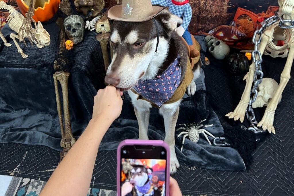 Halloween puppy training with a dog wearing a cowboy costume beside skeleton decorations
