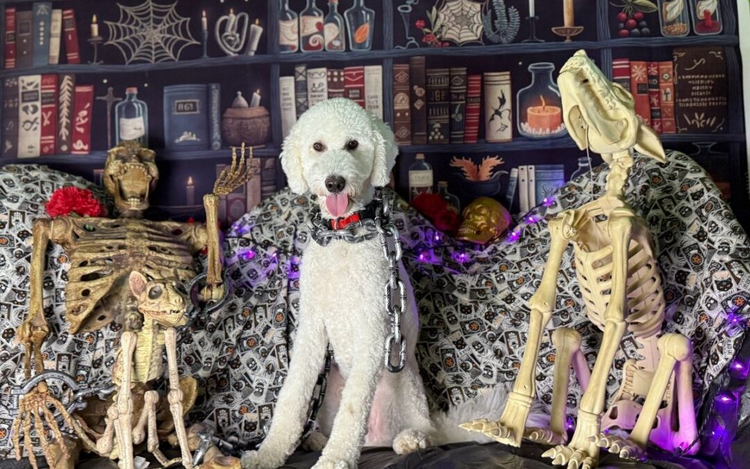 Trick or Treat Without the Chaos: How to Prepare Your Puppy for Halloween